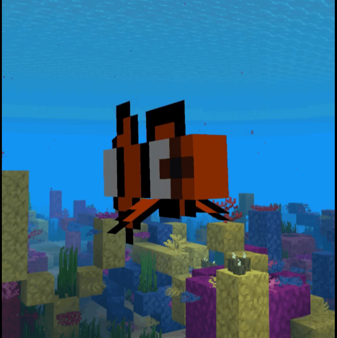 Amphiprion ocellaris