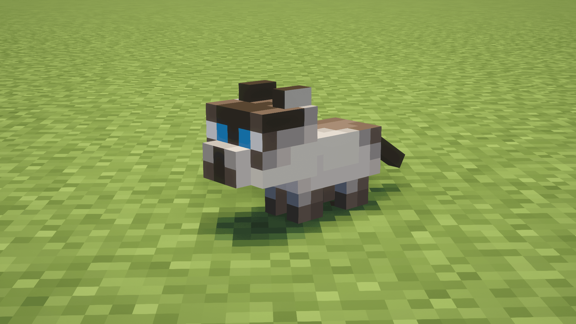 Siamese Kitten
