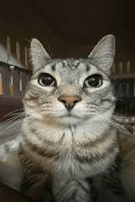 catfriend.png