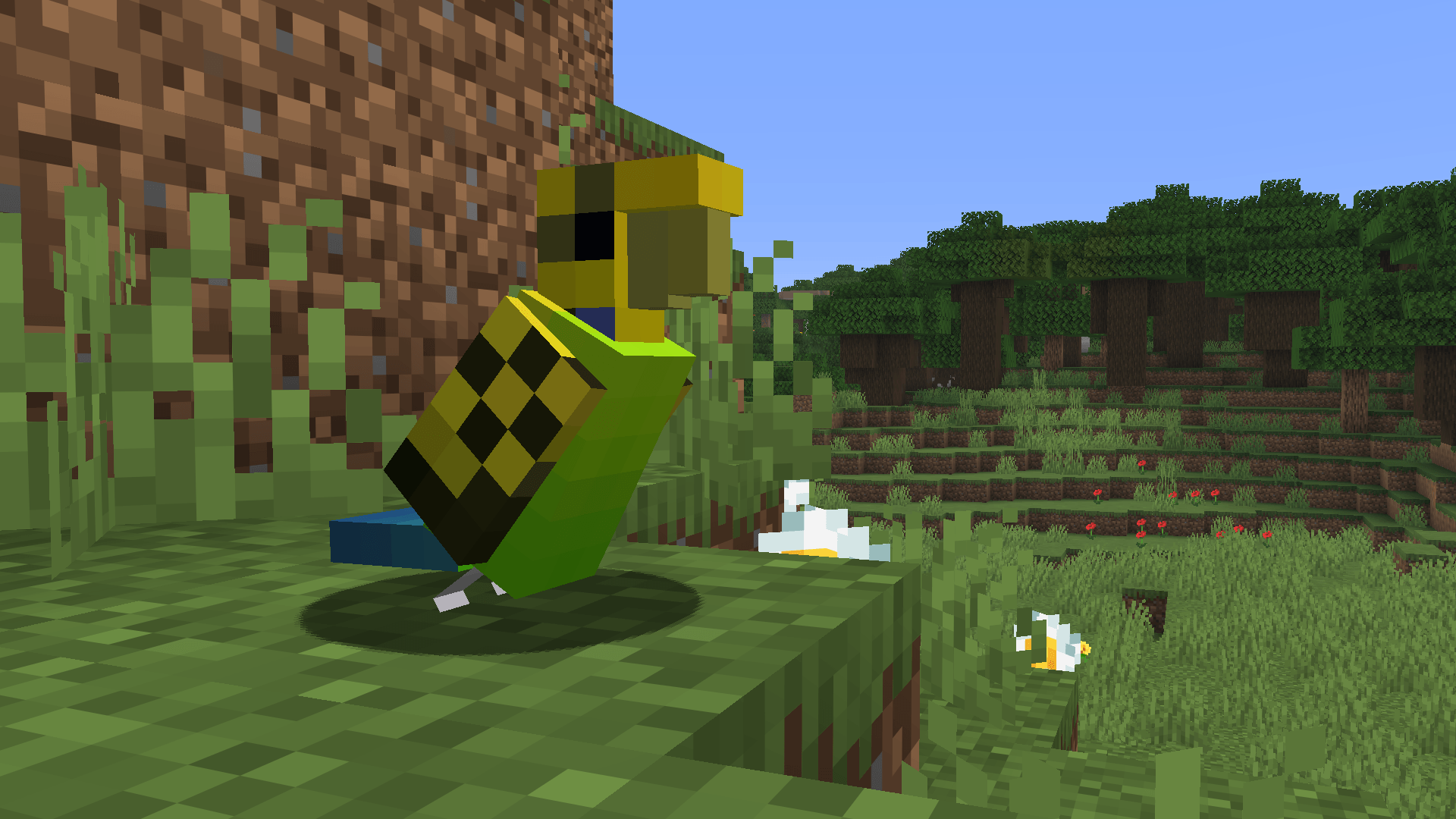 The Wild Budgie!