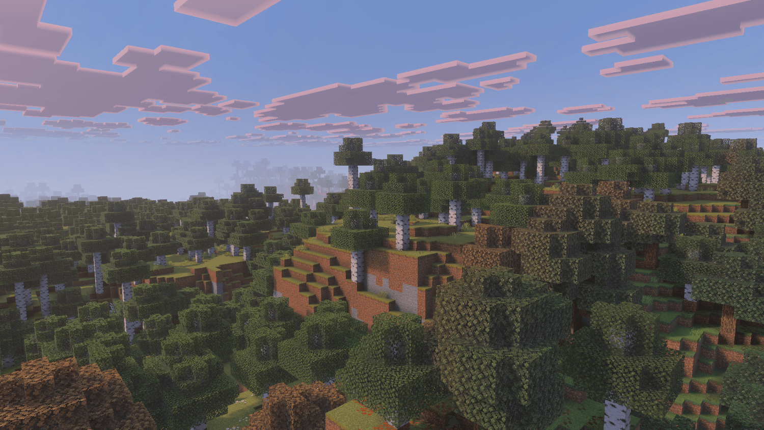 Birch Forest