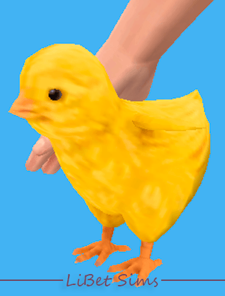 portada accesorio.png