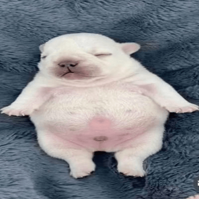 pibble.png
