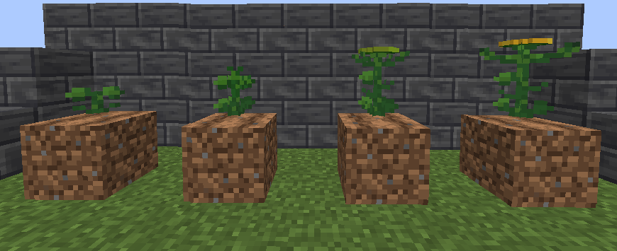 Thumbnail Domestic Sunflower growth.png