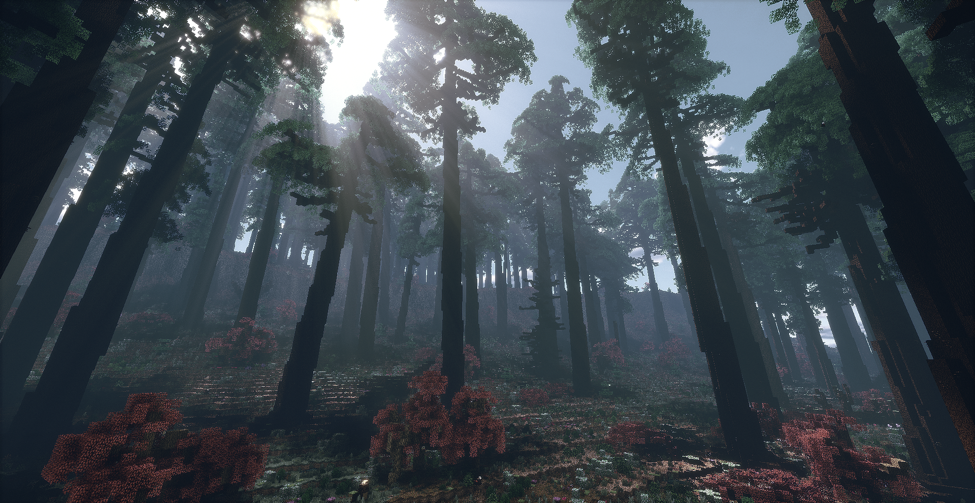Thumbnail Screenshot of old growth pine forest