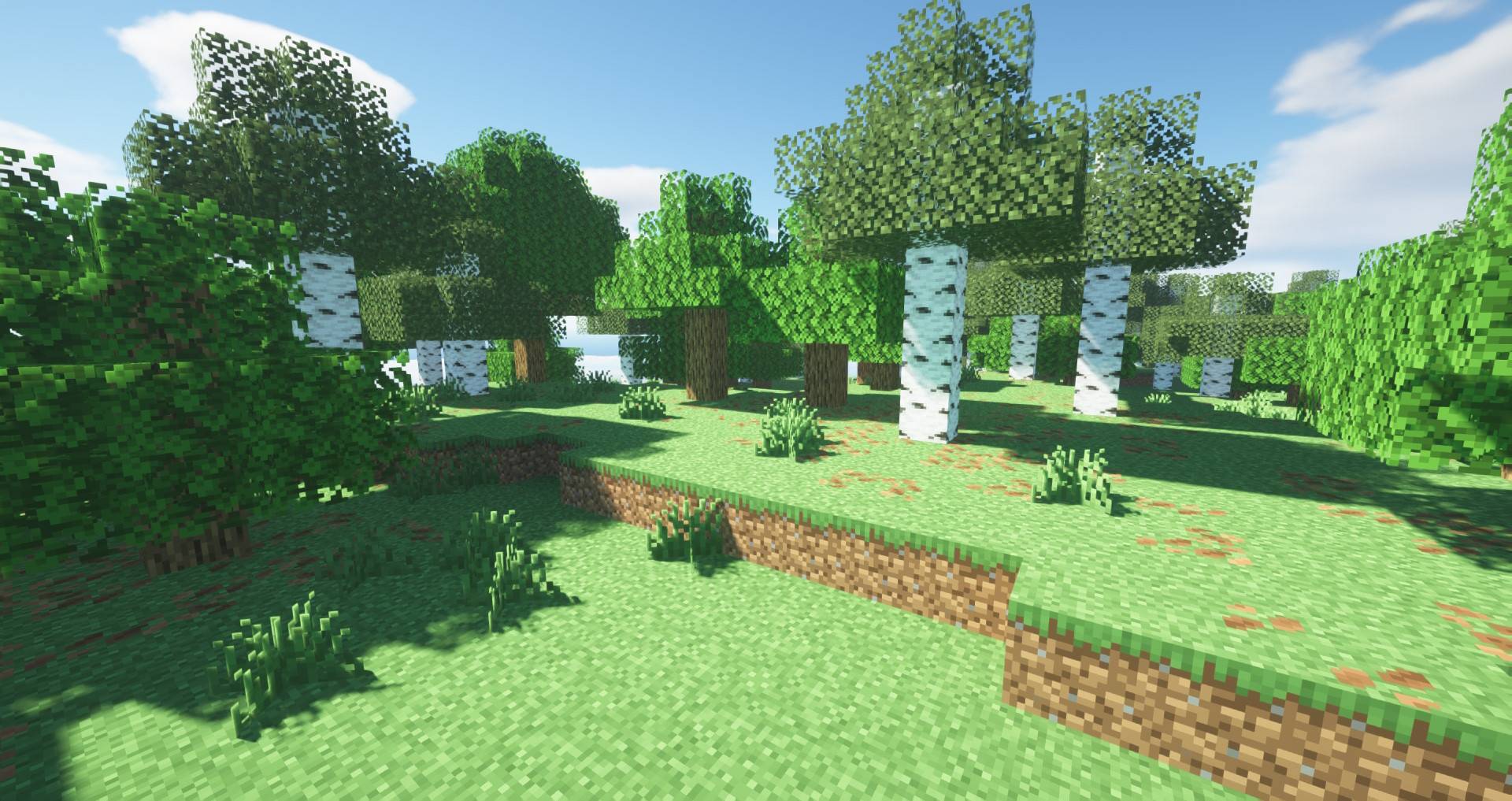 forest.jpg