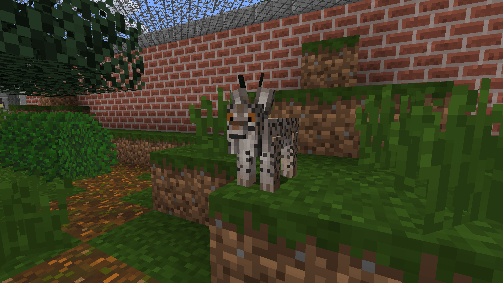 Thumbnail Iberian Lynx