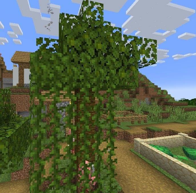 VinesOnTree.jpg