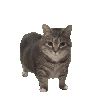 i cant think of any images to add so heres oiia cat