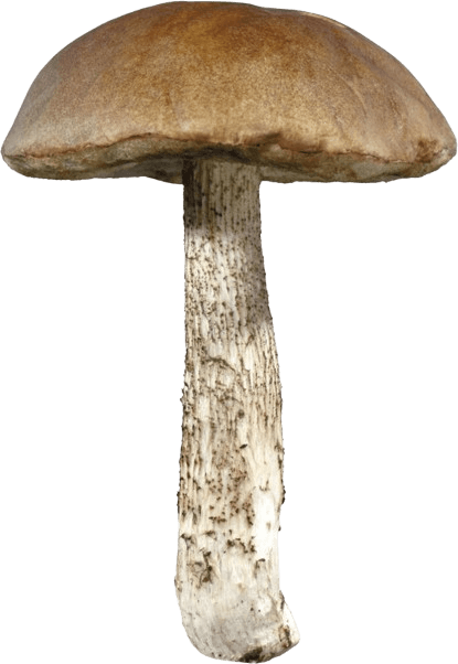 Mysterious Mushroom