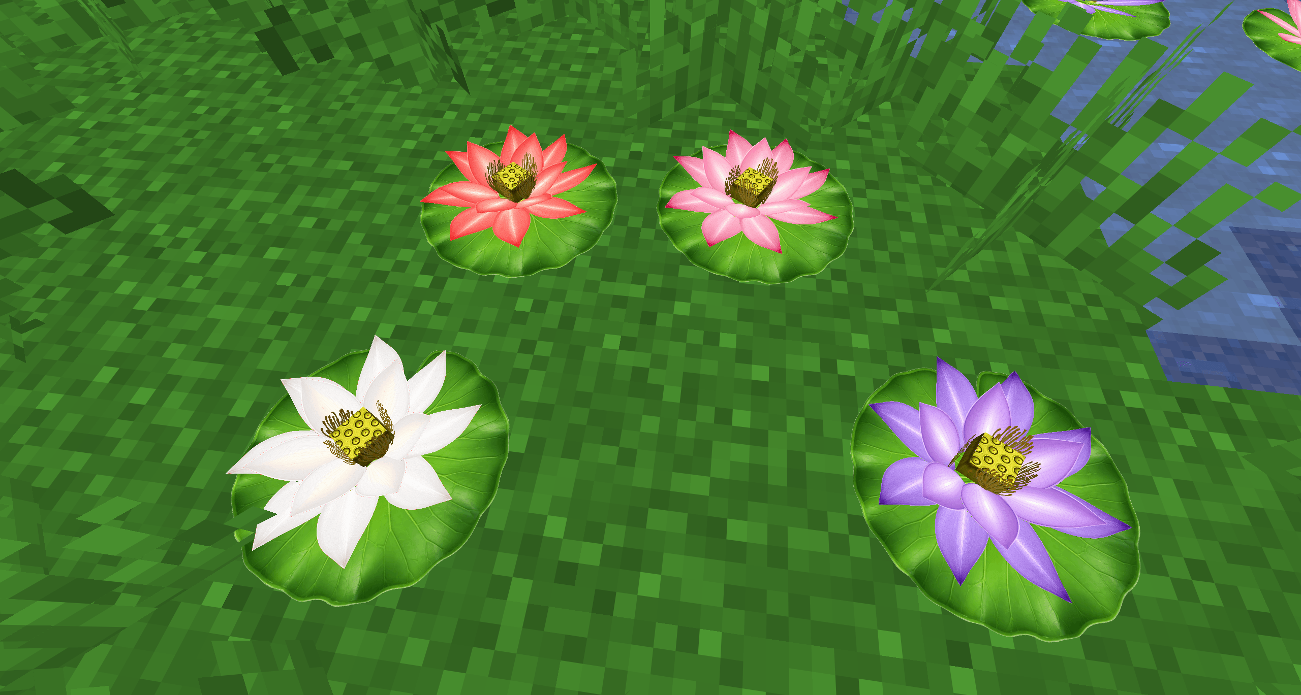 Thumbnail Lotus flowers can also be placed on land for gardens and landscaping.