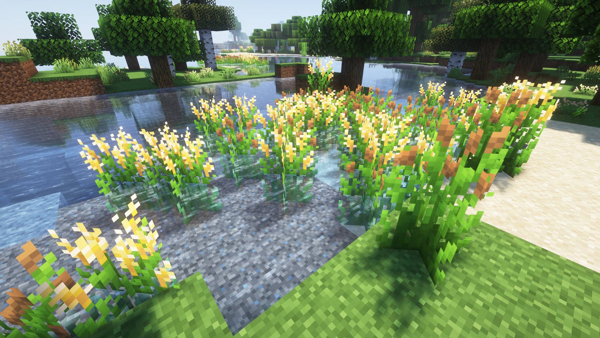 Riverside coasts are where you will find reeds growing
