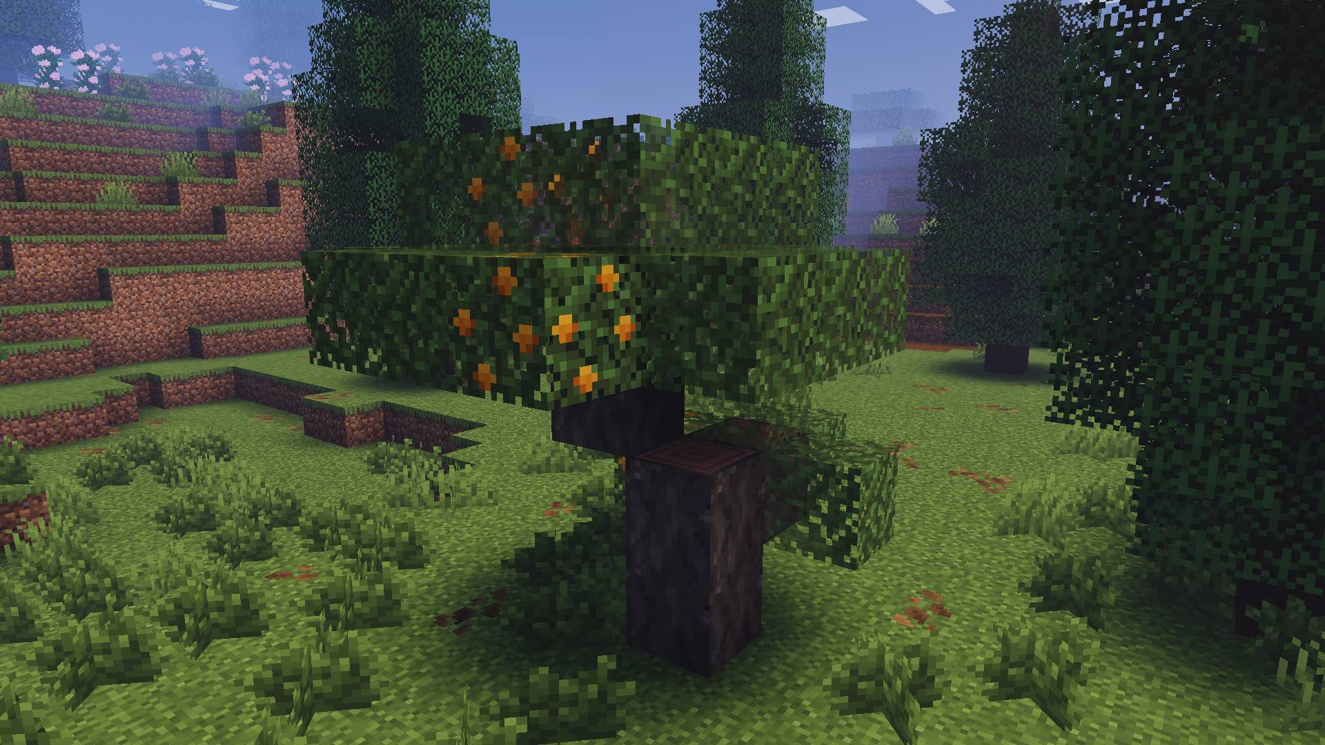 Loquat Tree.jpg