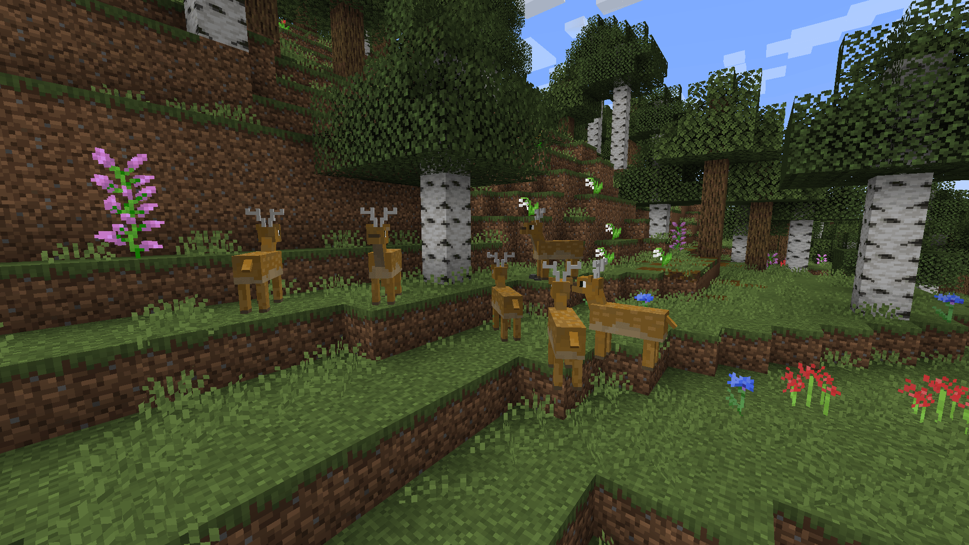 Forest