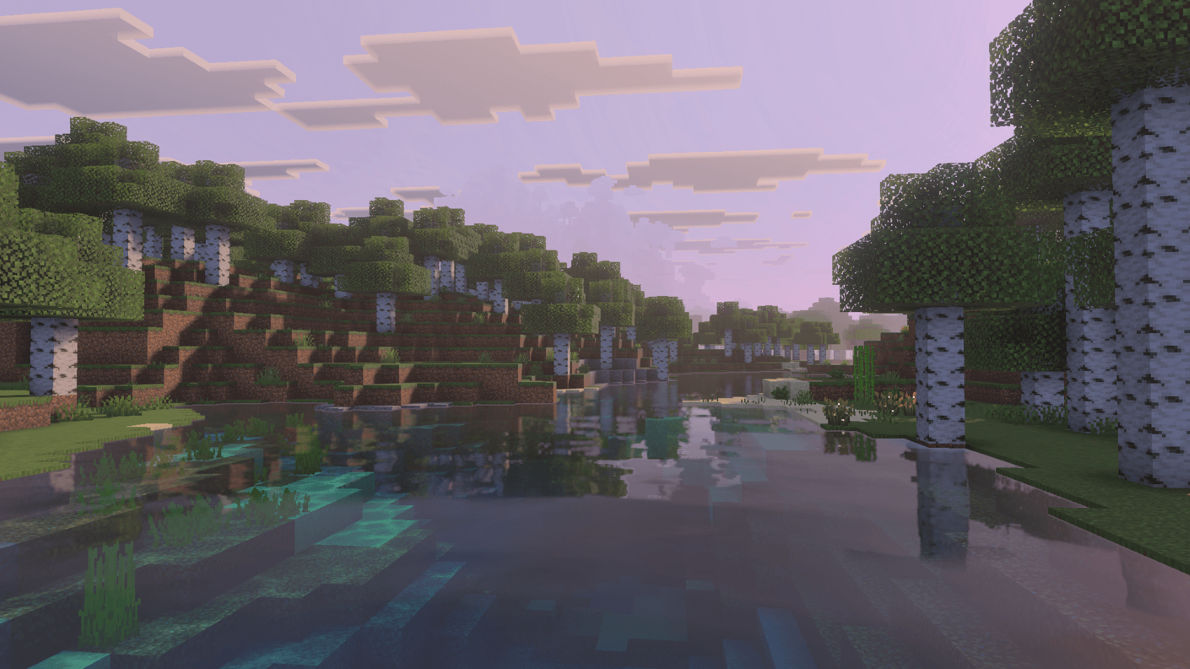 Birch Forest