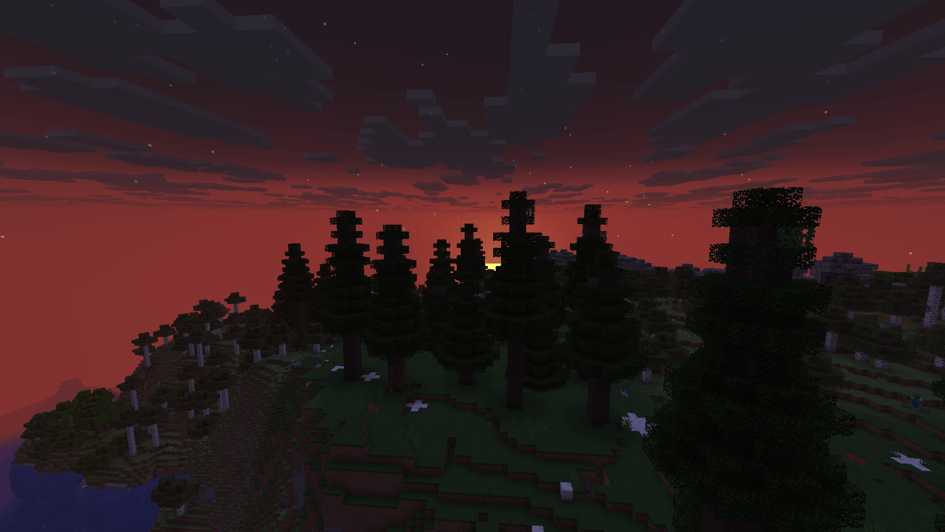 sunset at a mahogany forest