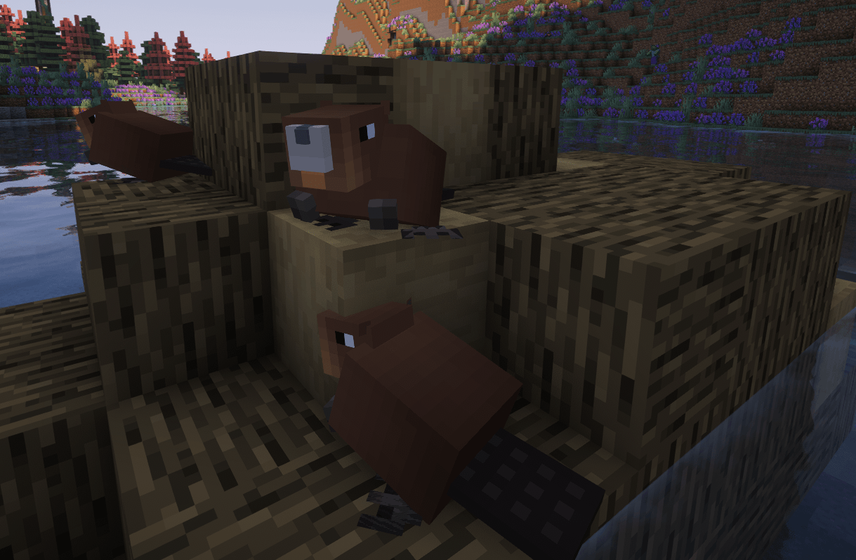 Beavers on a beaver lodge