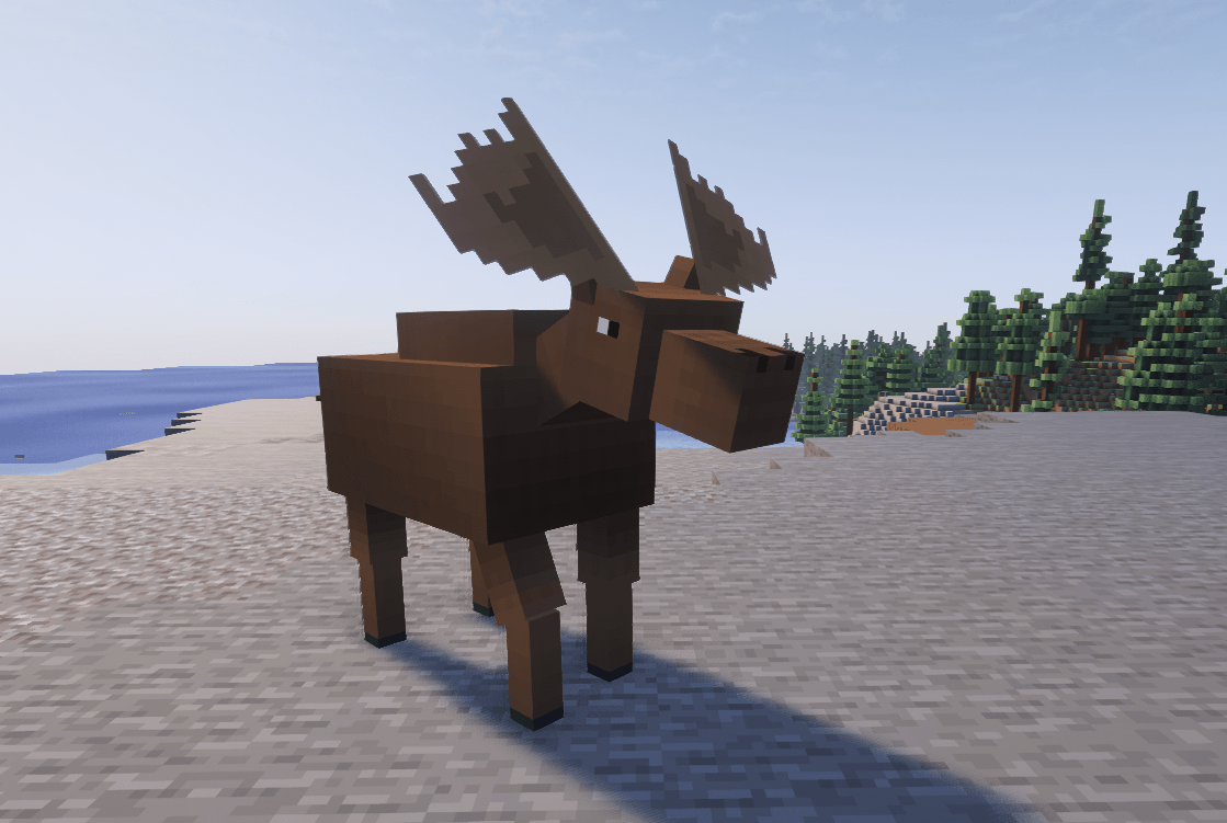 Moose walking