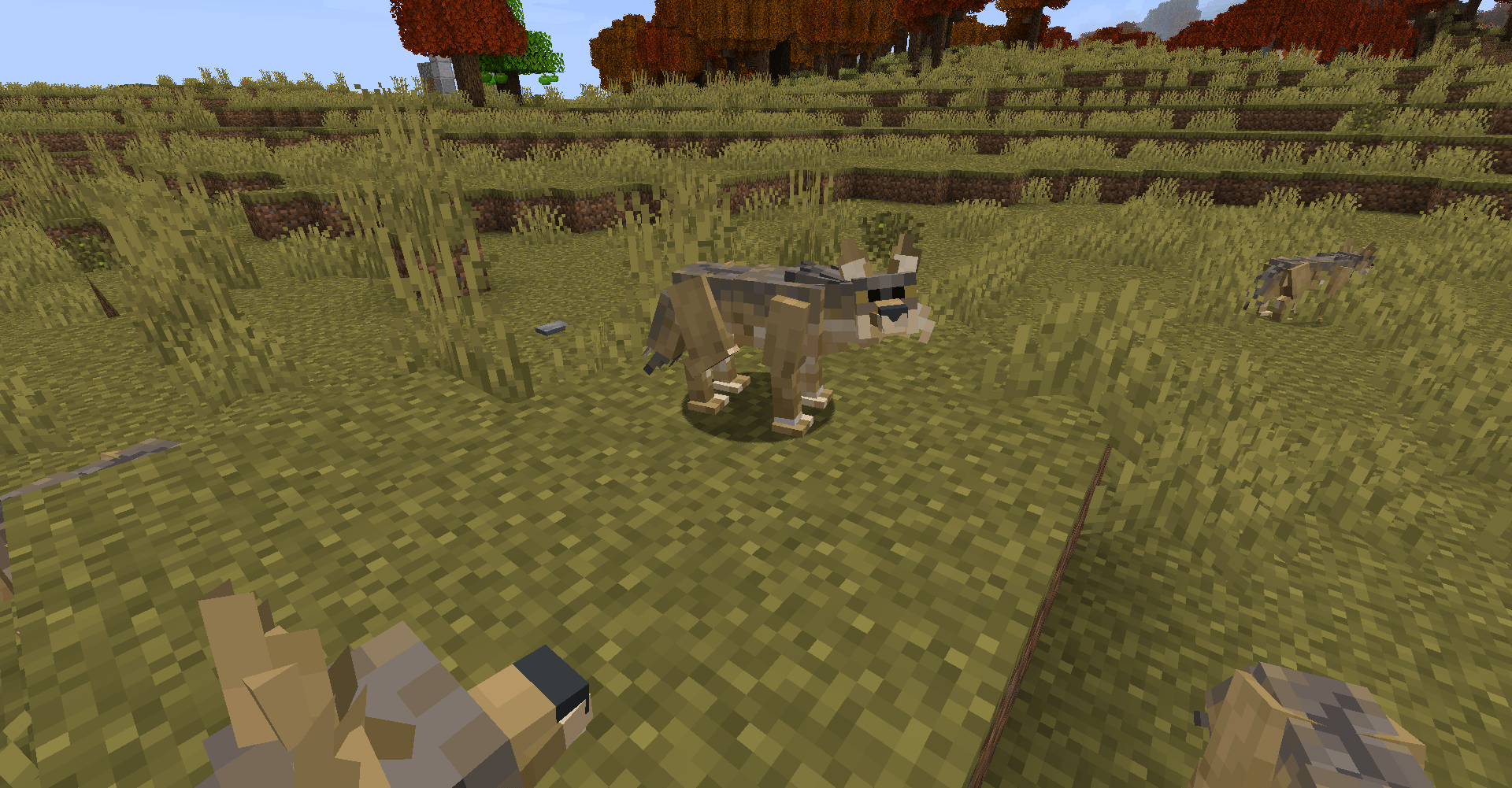 Thumbnail new-coyotes.png