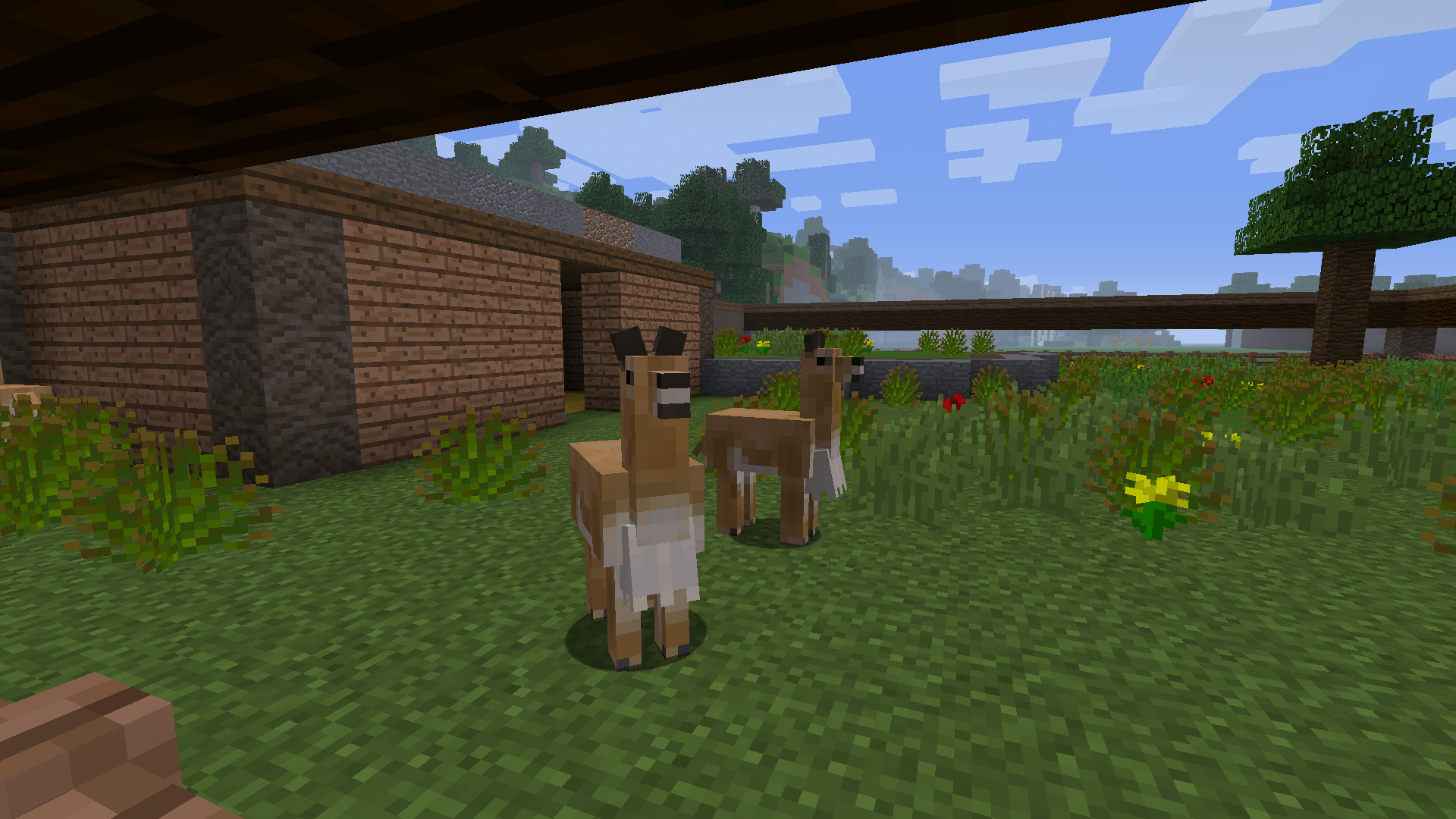 Vicuna