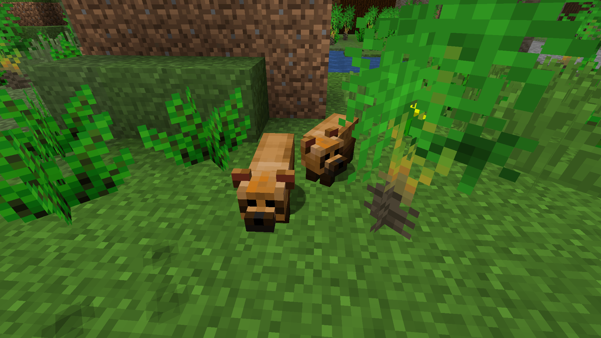 South American Wildlife — screenshot 7