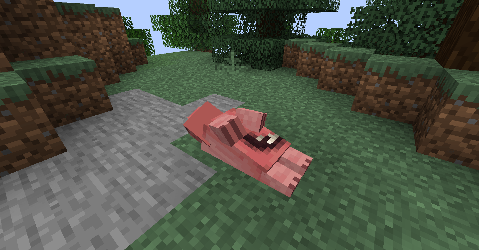 a pig's carcass...
