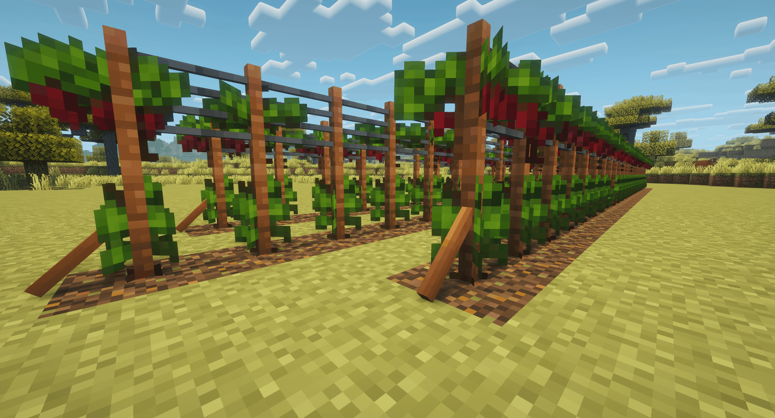 Connected trellis rows with mature grapevines.