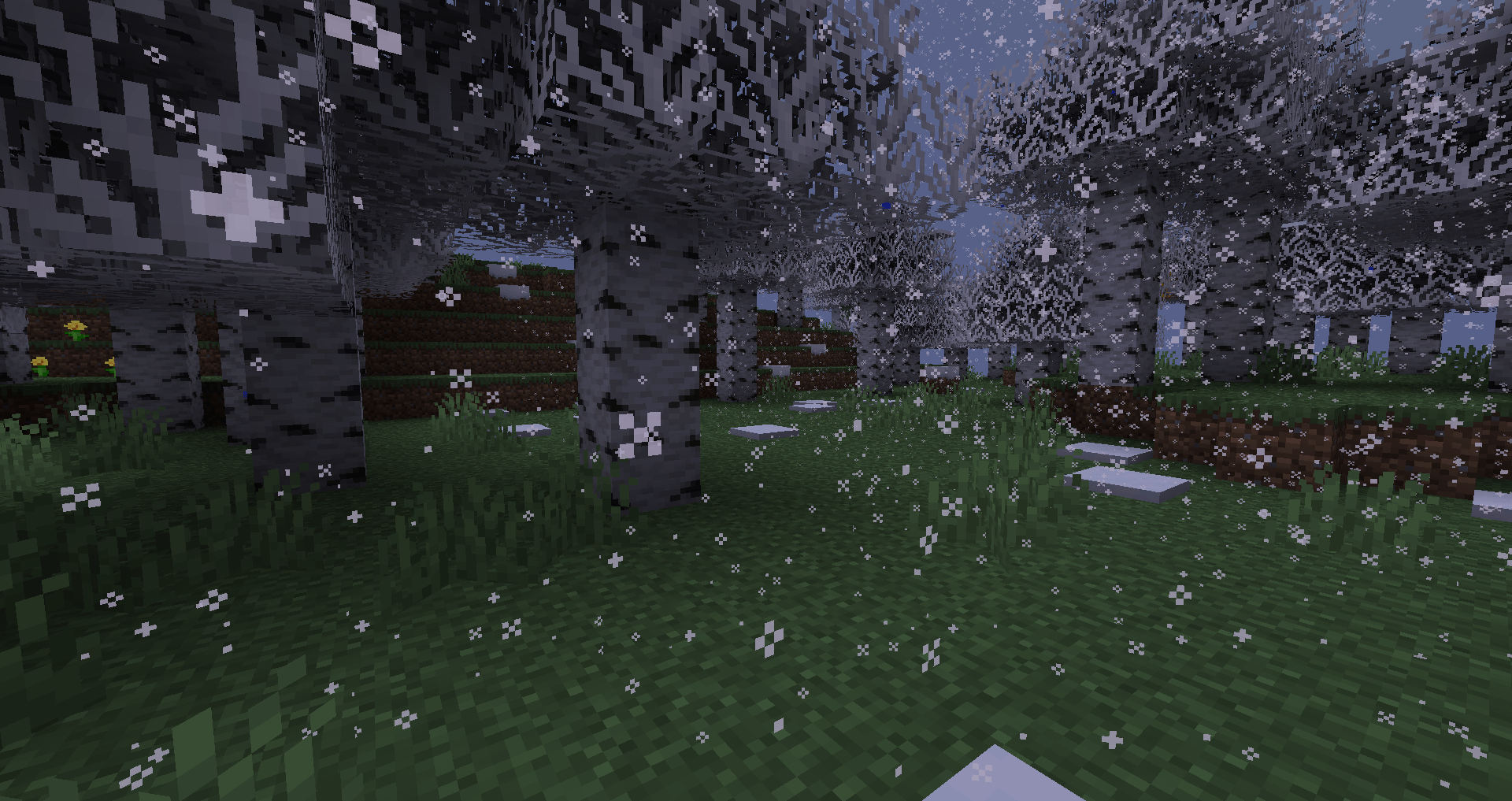 Winter in birch forest.