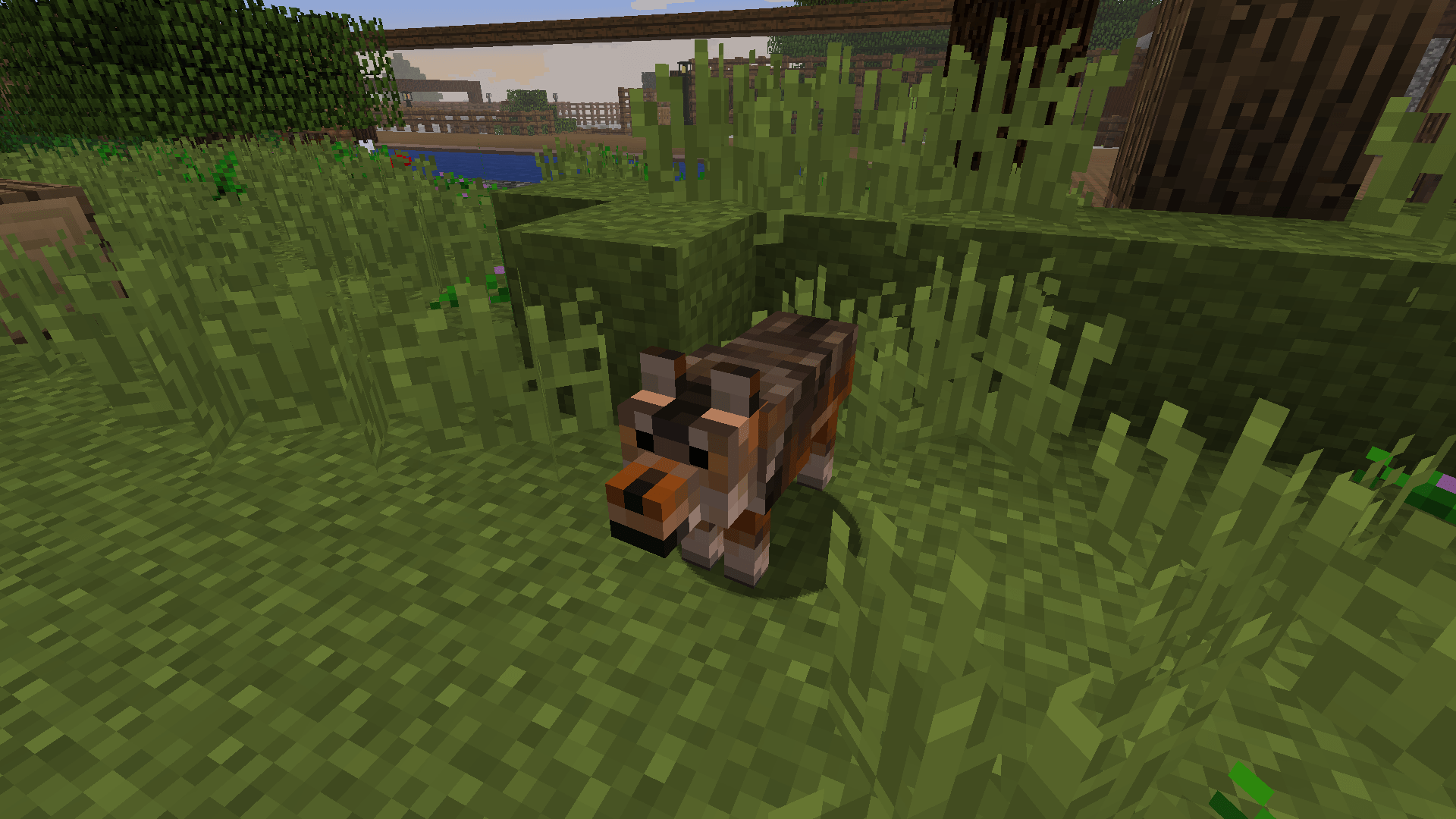 Thumbnail Red Wolf