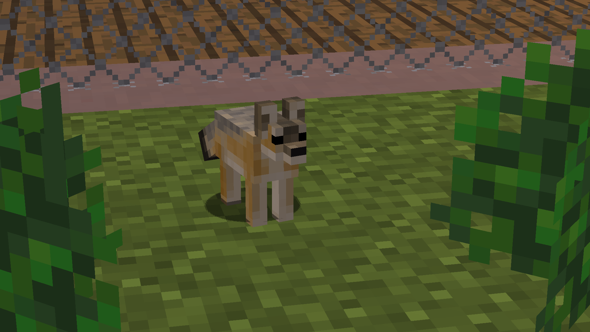 Thumbnail Swift Fox