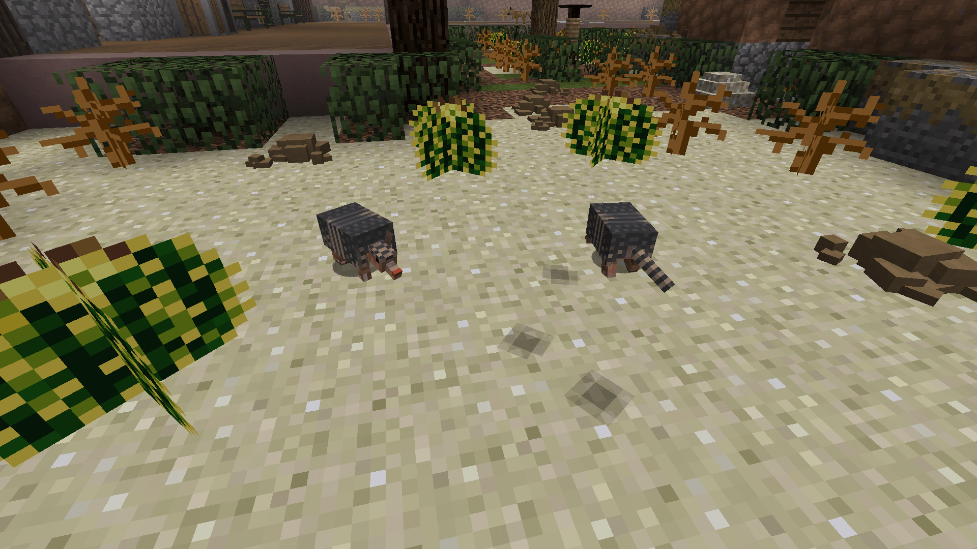 Thumbnail Mexican Long-Nosed Armadillo