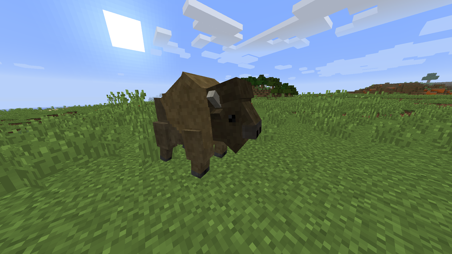 American Bison