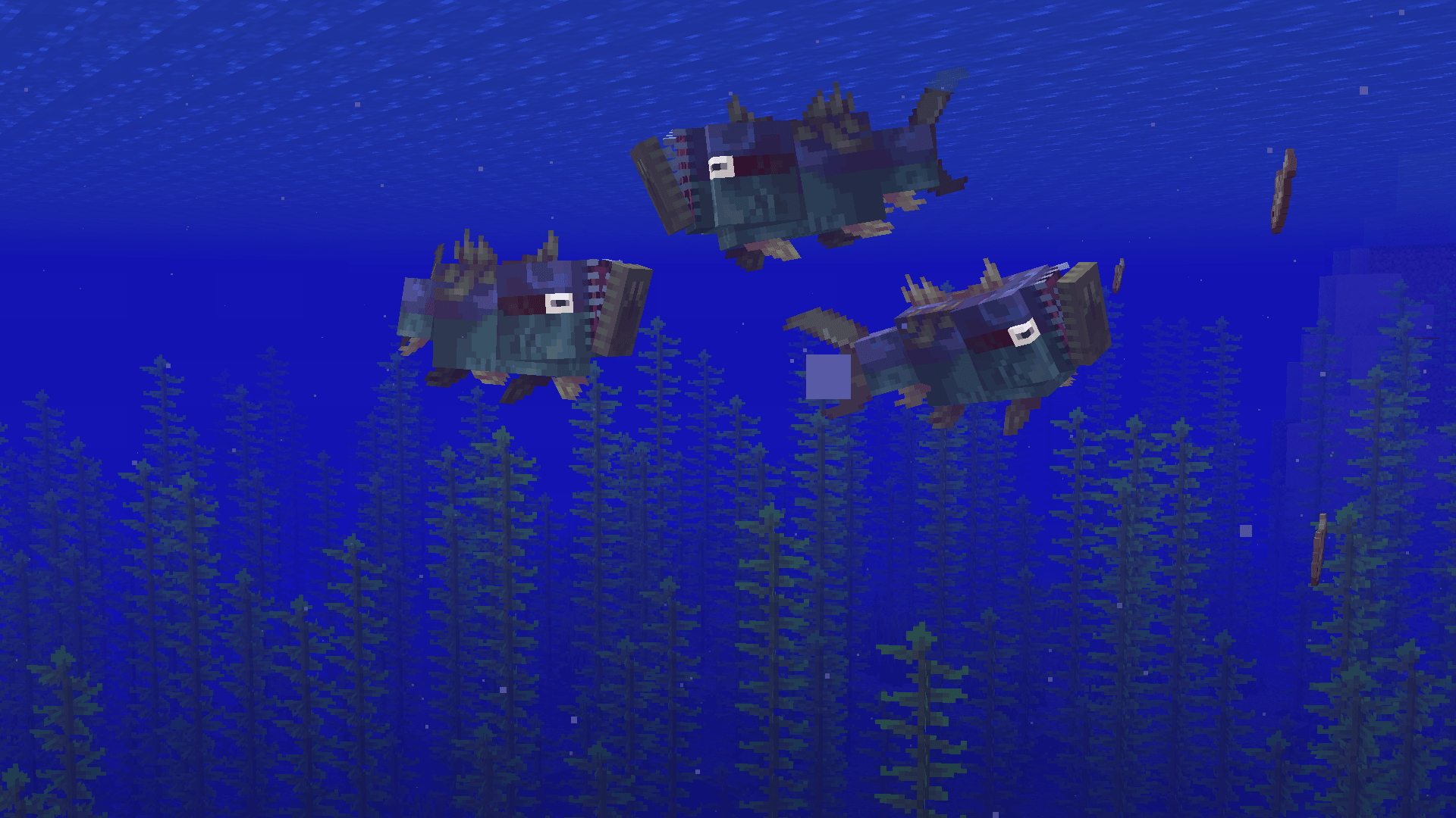 Thumbnail Three tearacudas finishing their meals after hunting an entire school of fish