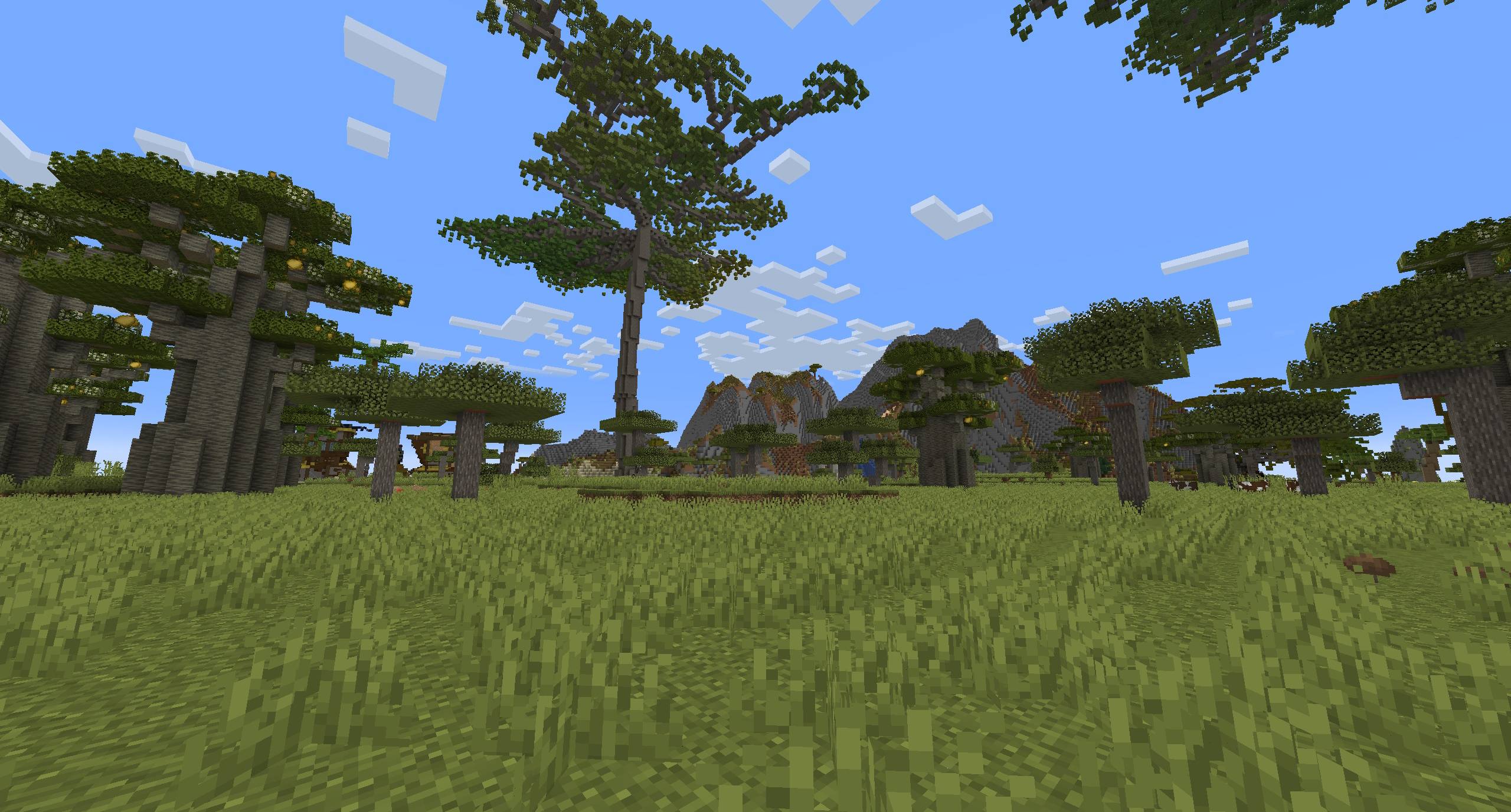 baobob savanna.jpg