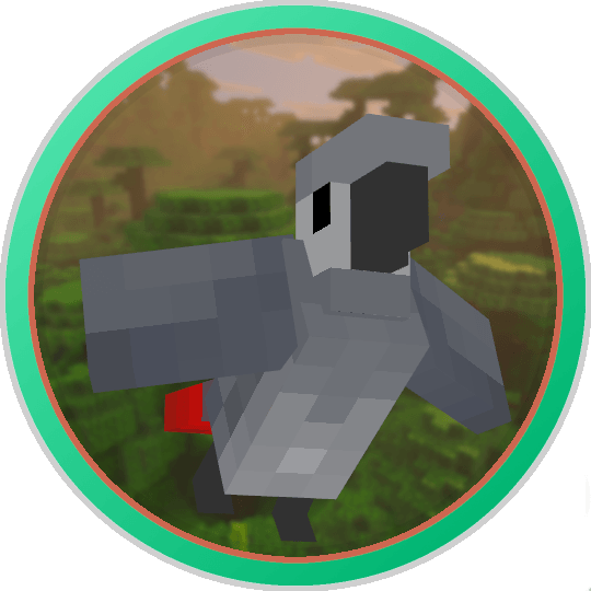 African Grey