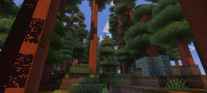 Thumbnail sequoia_forest-jpg.jpg