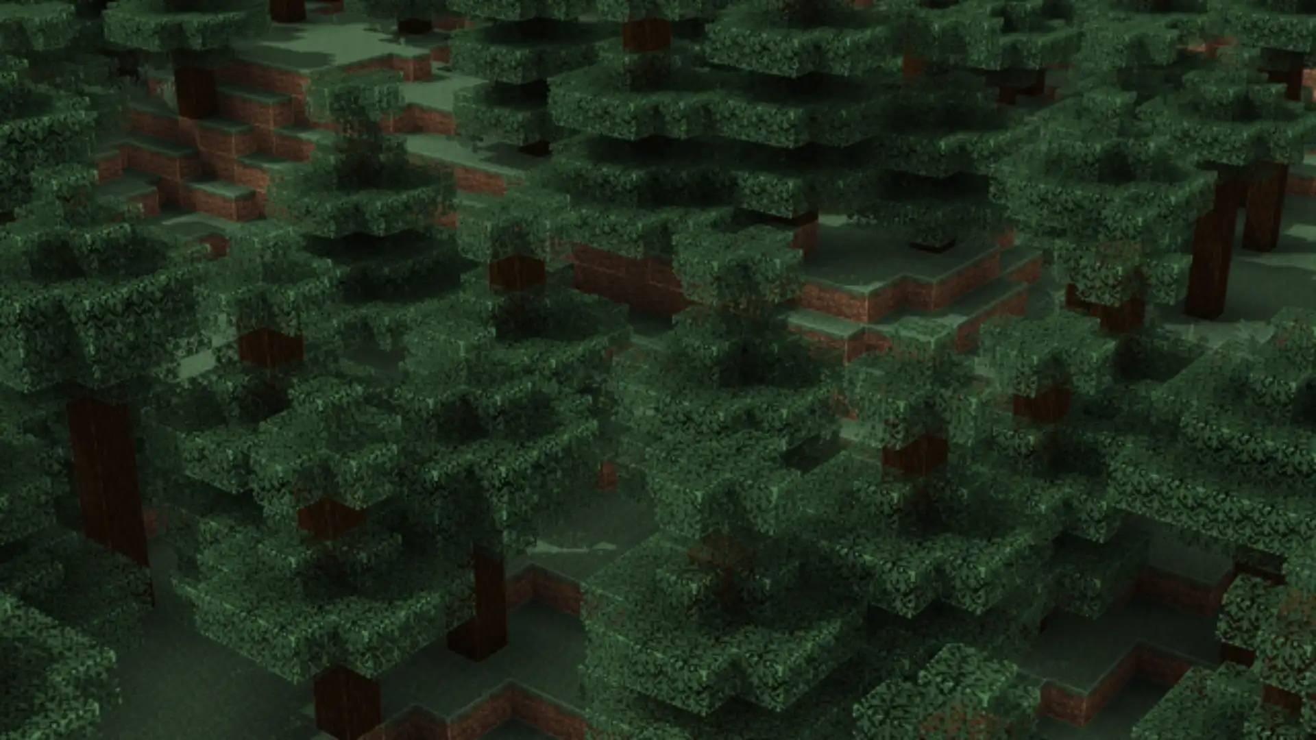 Outlines through a dark spruce forest