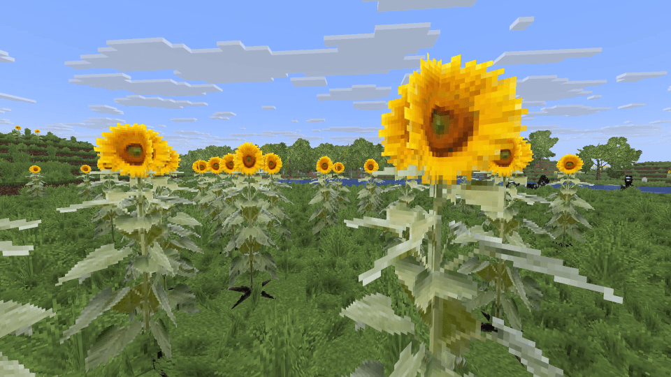 sunflowers.png