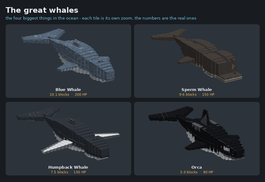 The blue whale, sperm whale, humpback whale and orca