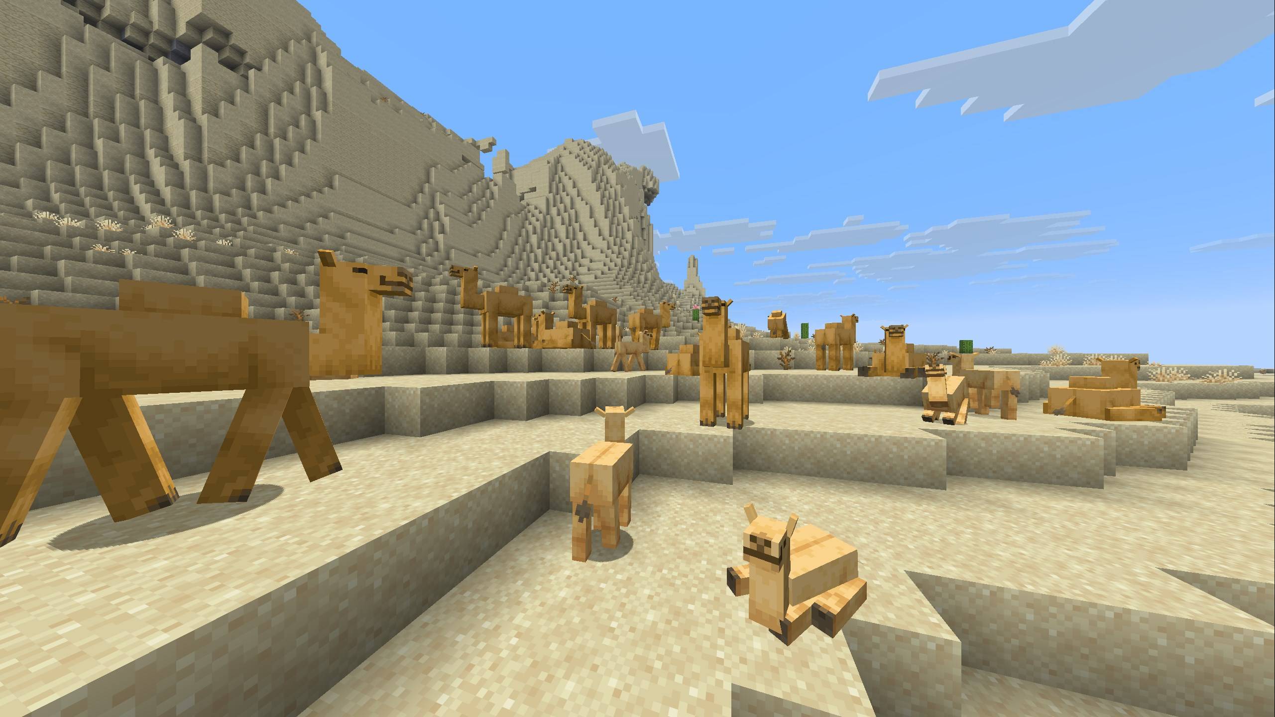 Camels don't require much more than open space to sit