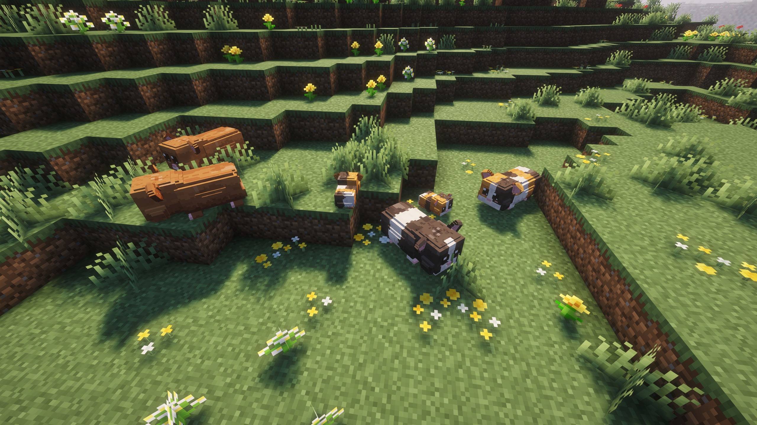 Guinea pigs spawn in meadows and plains.