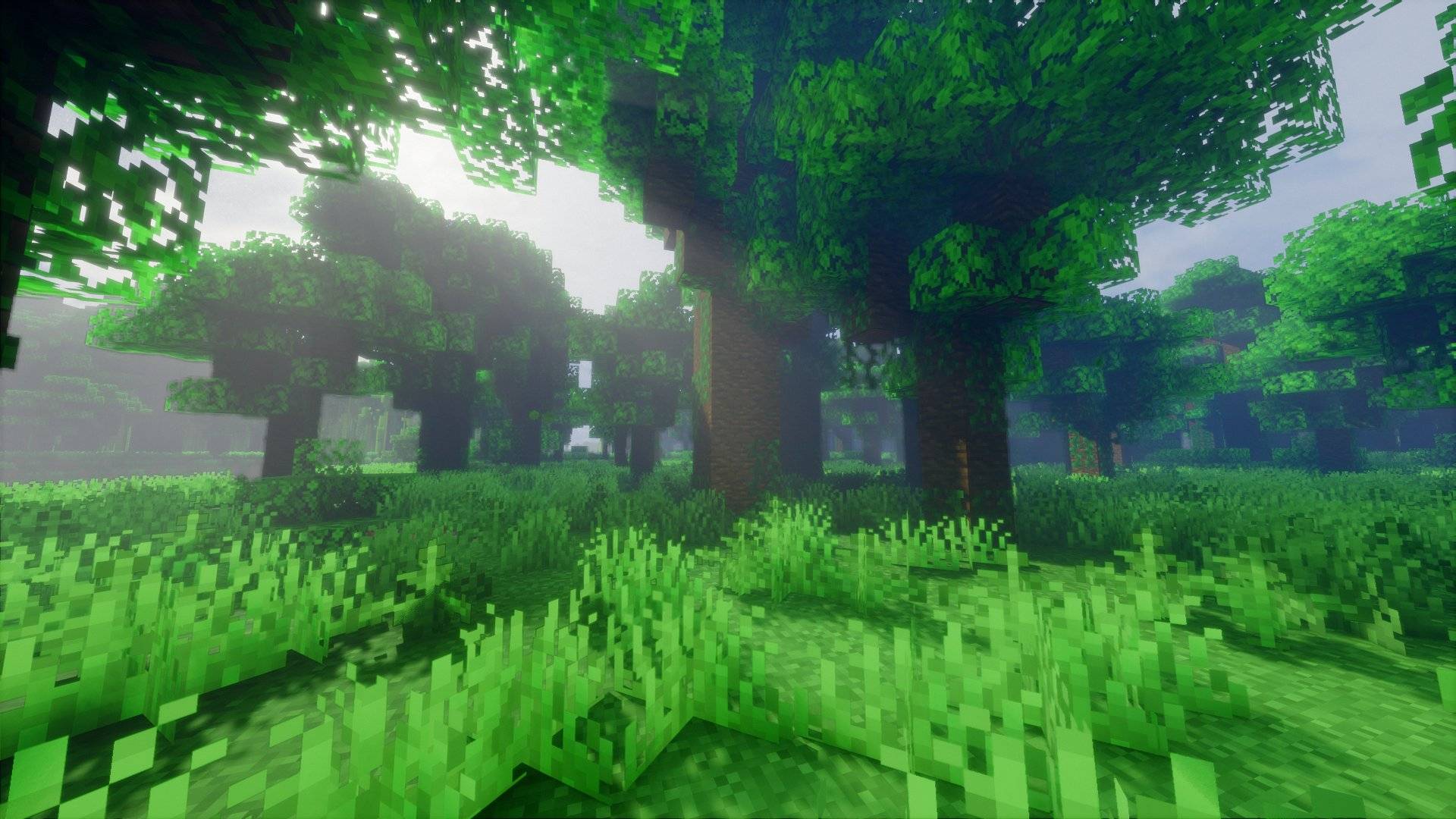 Under the trees of a forest