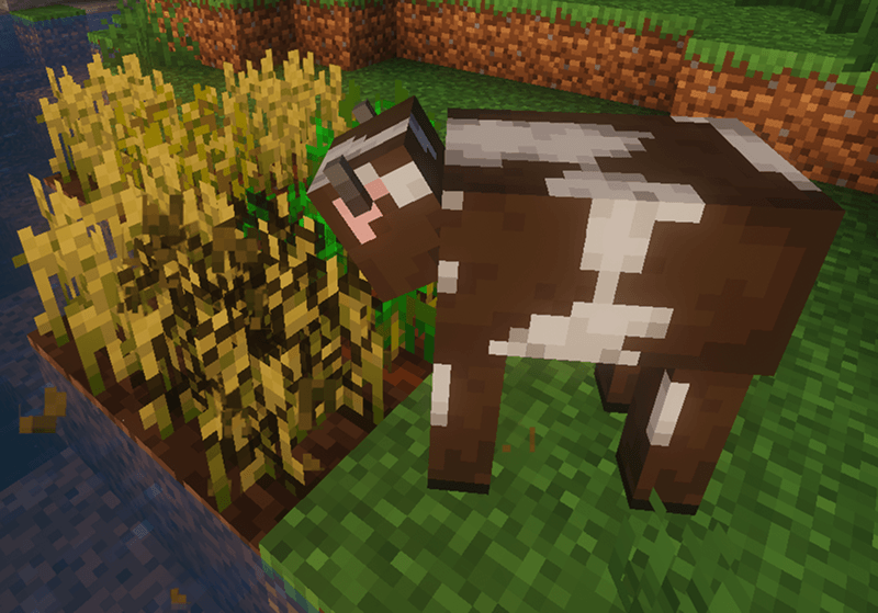 A Cow Munching on Wheat