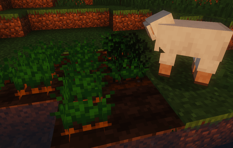 A Sheep Munching on Carrots