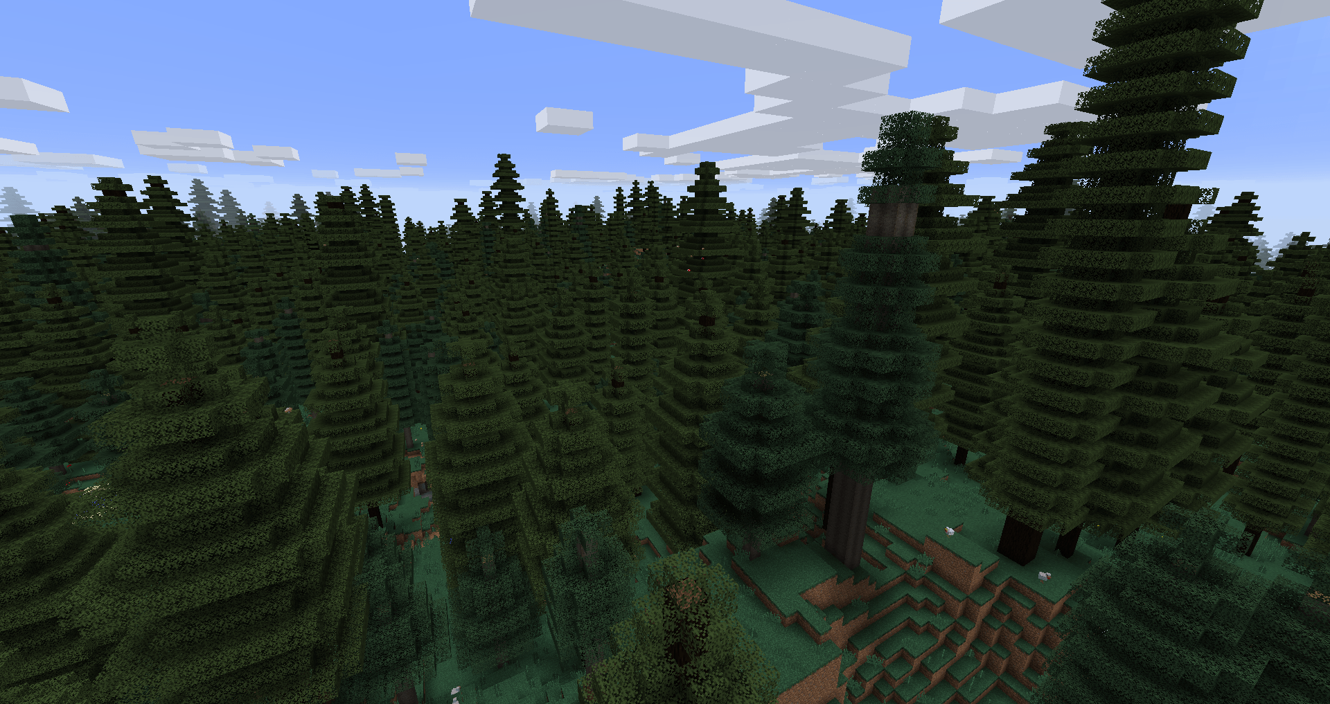 Family of fir trees.