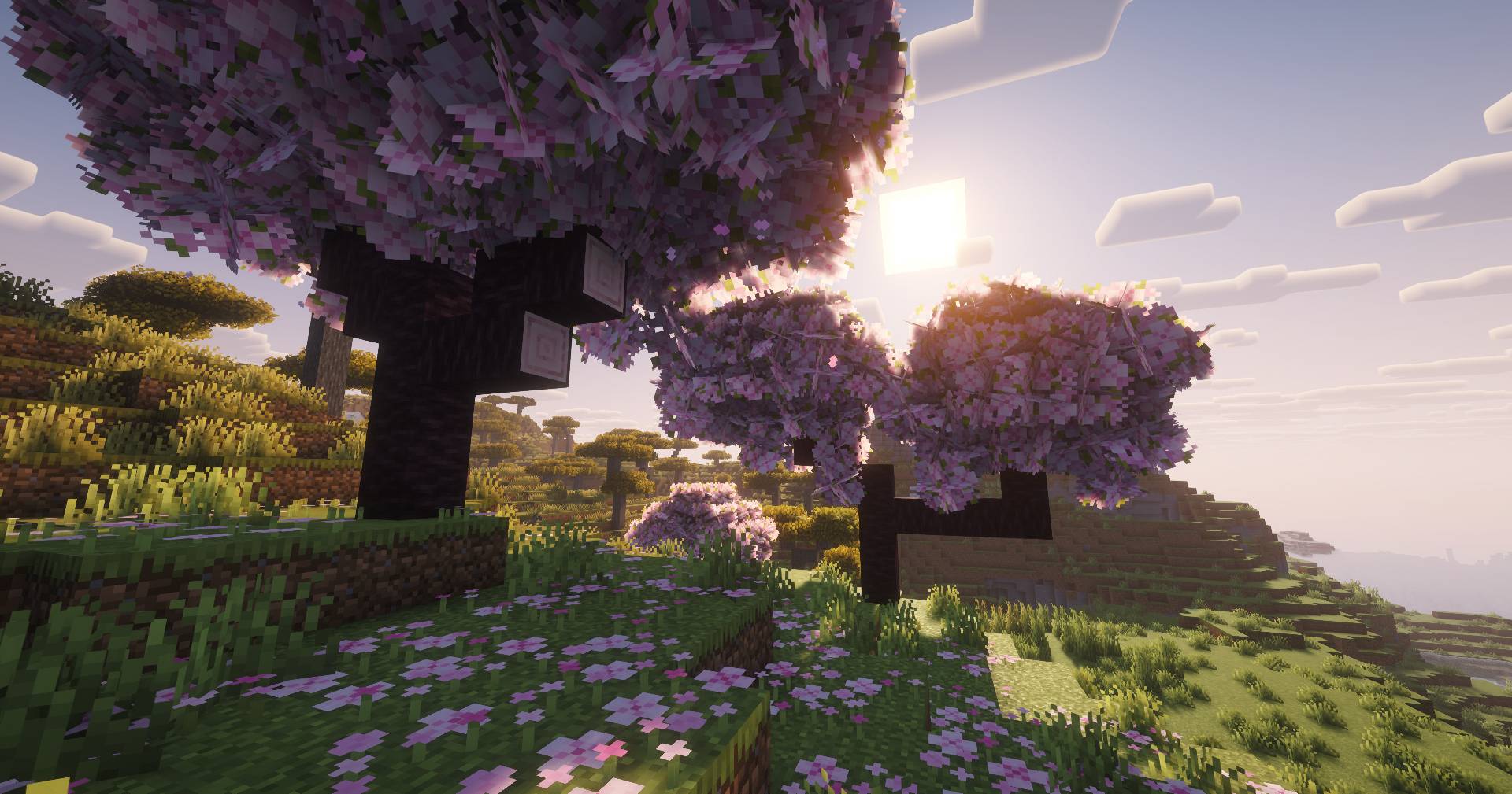 Thumbnail Cherry blossoms in soft evening light.