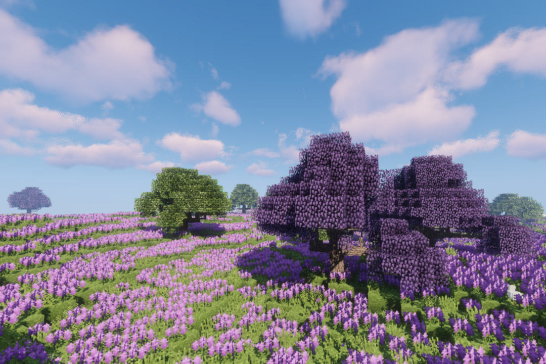 Lavender Fields