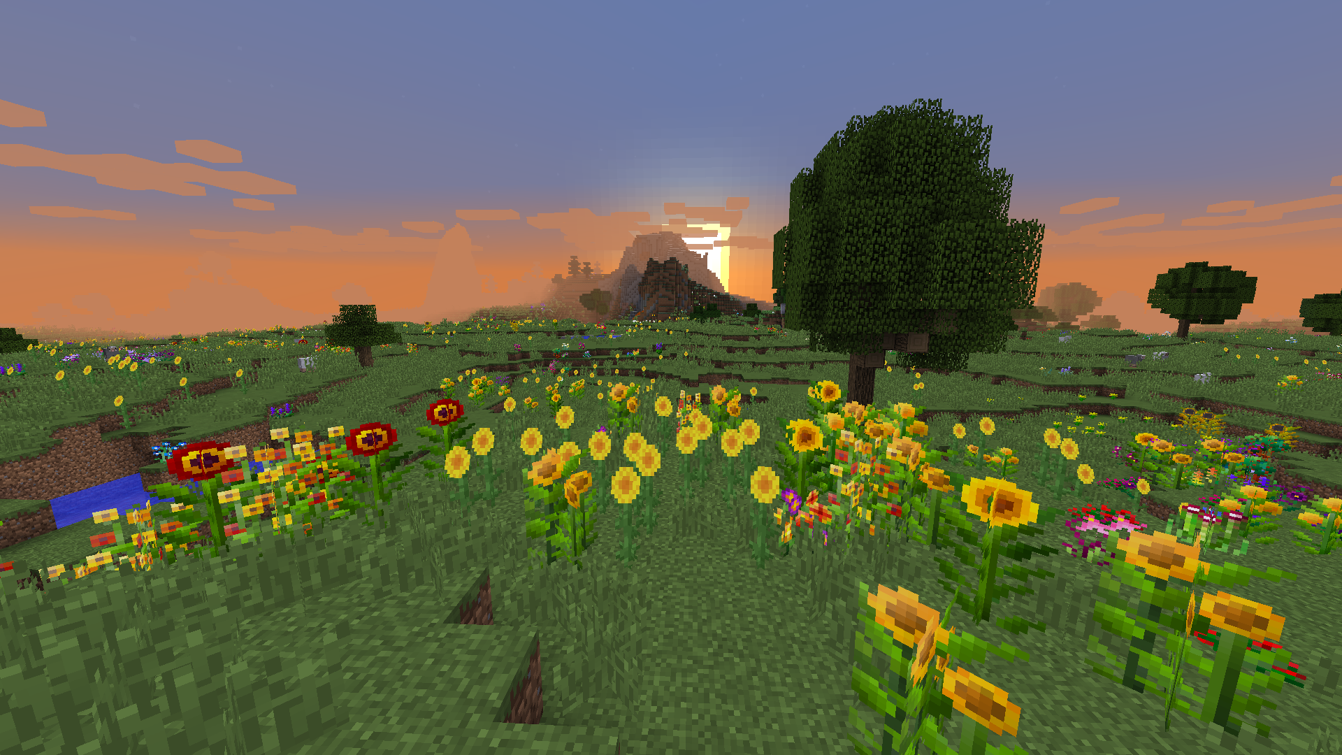 Sunflower Plains