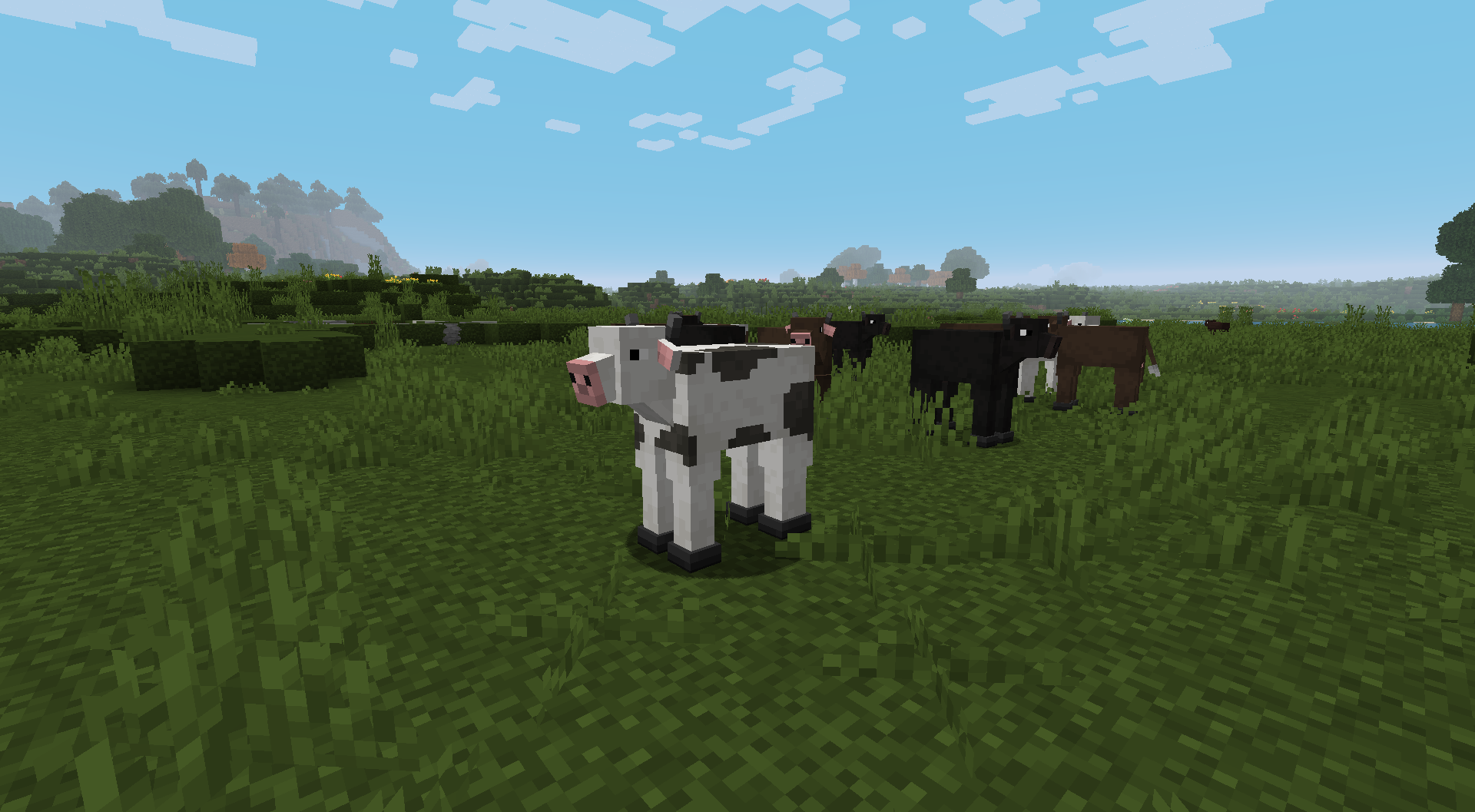 Cow