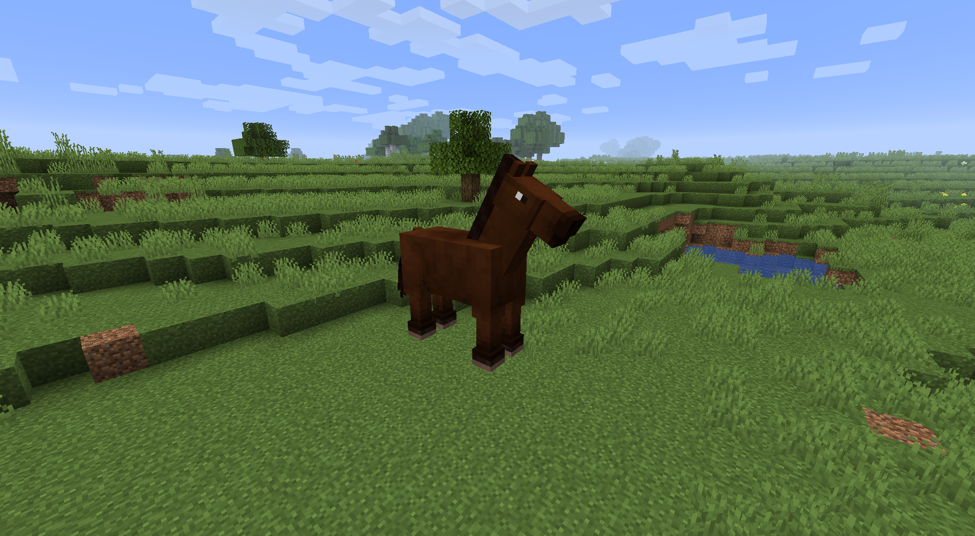 Brown Horse